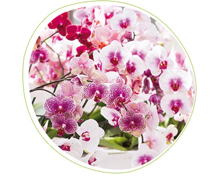 Concime bio per Orchidee in spray